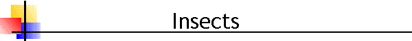 Insects
