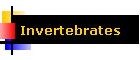 Invertebrates