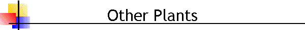 Other Plants