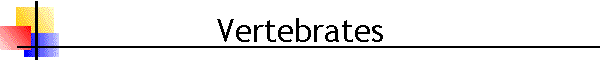 Vertebrates
