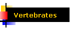 Vertebrates